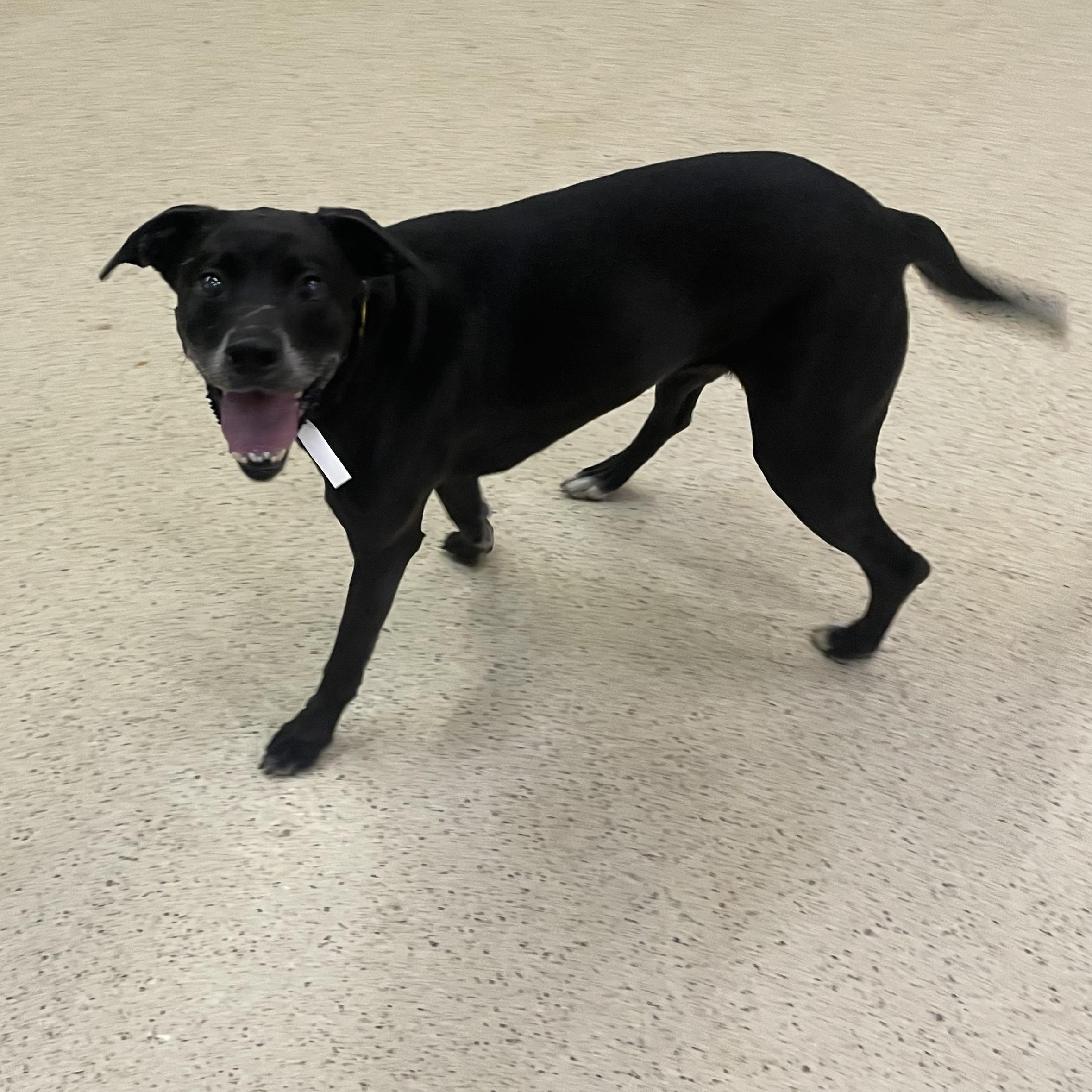 Enlarge Cookie - ADOPTION FEE WAIVED, an adoptable mixed breed in Muncie, IN image 5/5