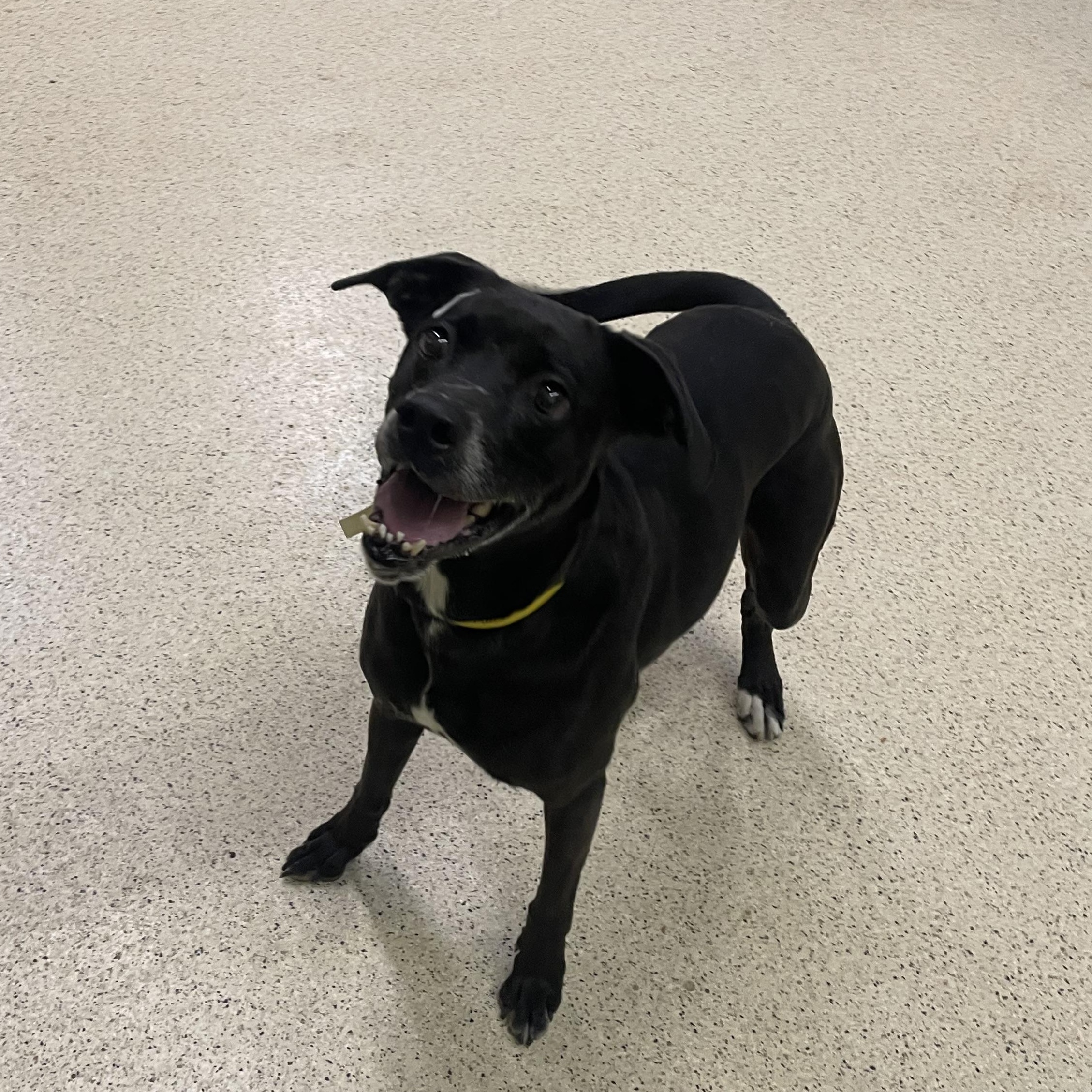 Enlarge Cookie - ADOPTION FEE WAIVED, an adoptable mixed breed in Muncie, IN image 2/5