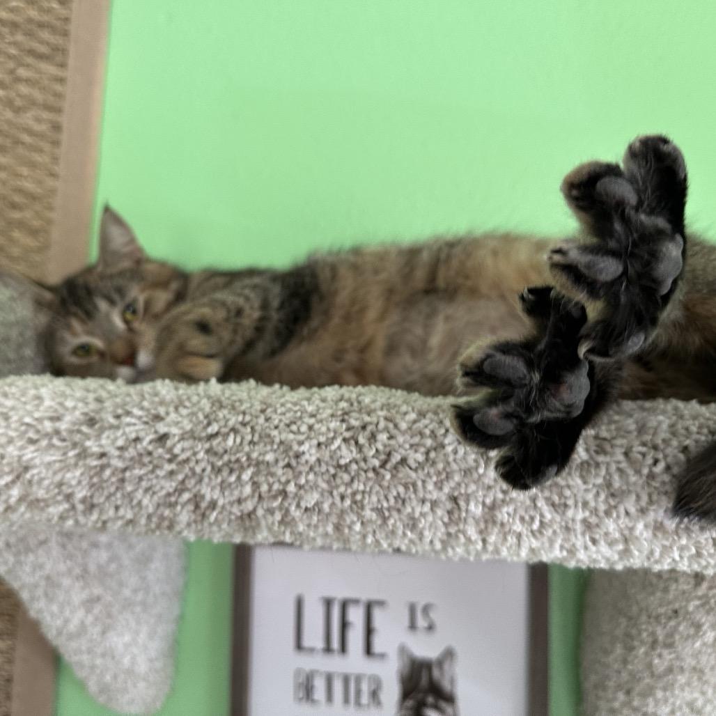 Pooh Girl, a Adoptable Domestic Short Hair in Granville, OH image 1/6