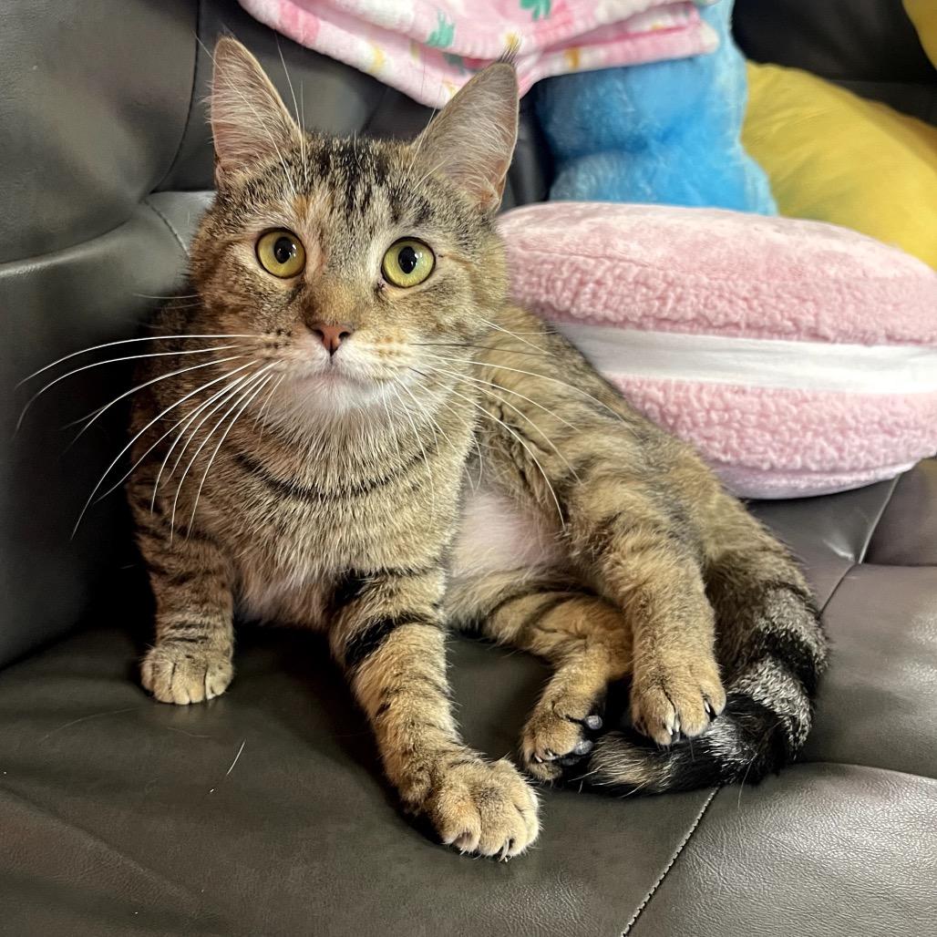 Pooh Girl, a Adoptable Domestic Short Hair in Granville, OH image 2/6