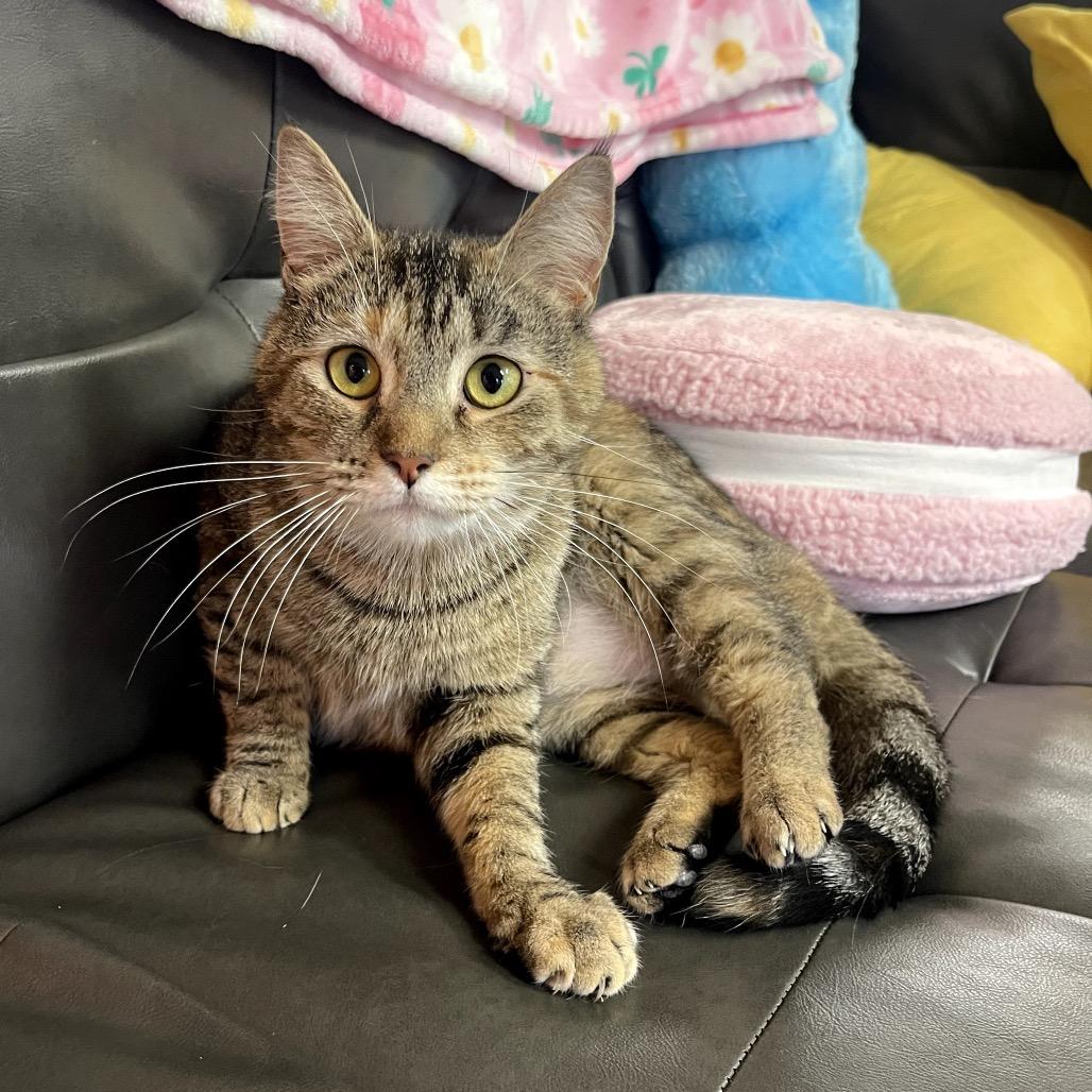 Pooh Girl, a Adoptable Domestic Short Hair in Granville, OH image 3/6