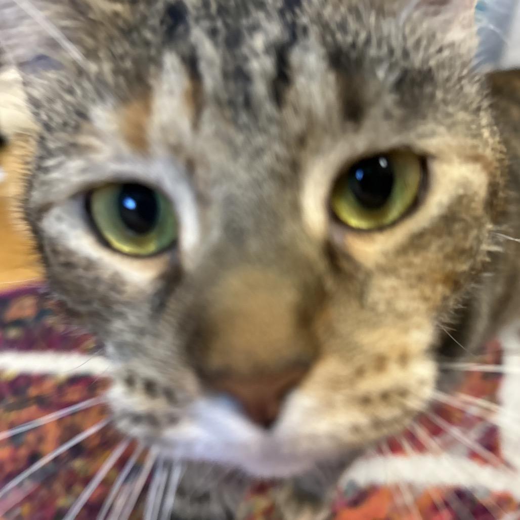 Pooh Girl, a Adoptable Domestic Short Hair in Granville, OH image 4/6