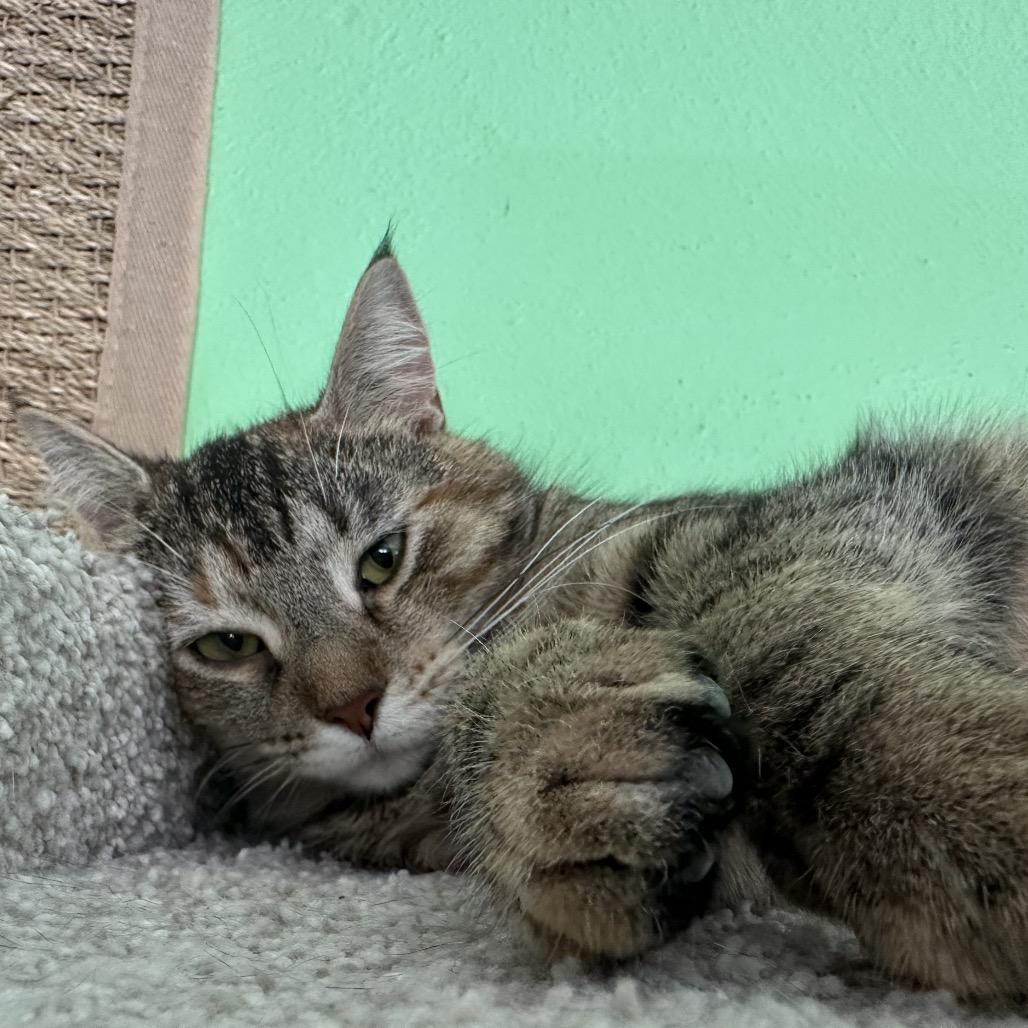 Pooh Girl, a Adoptable Domestic Short Hair in Granville, OH image 5/6