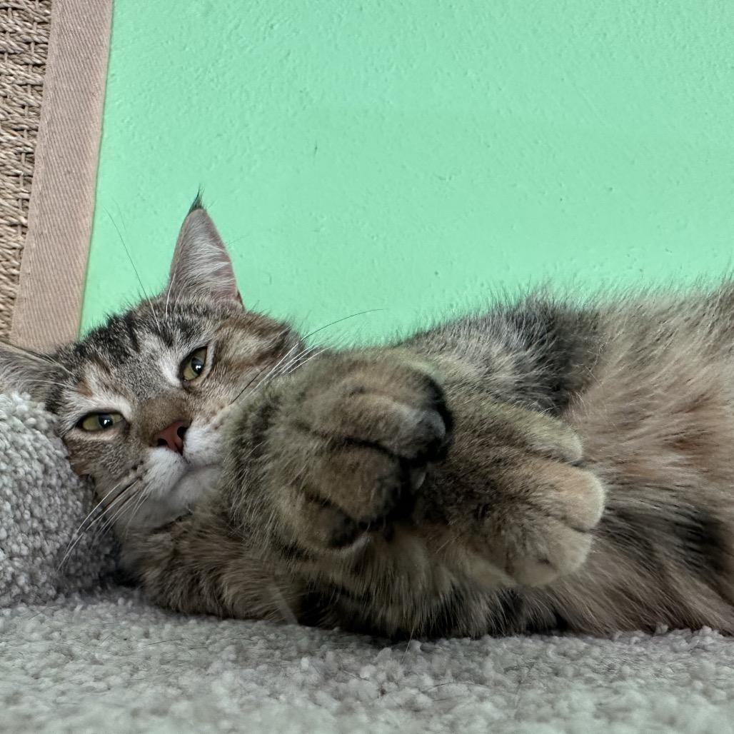 Pooh Girl, a Adoptable Domestic Short Hair in Granville, OH image 6/6