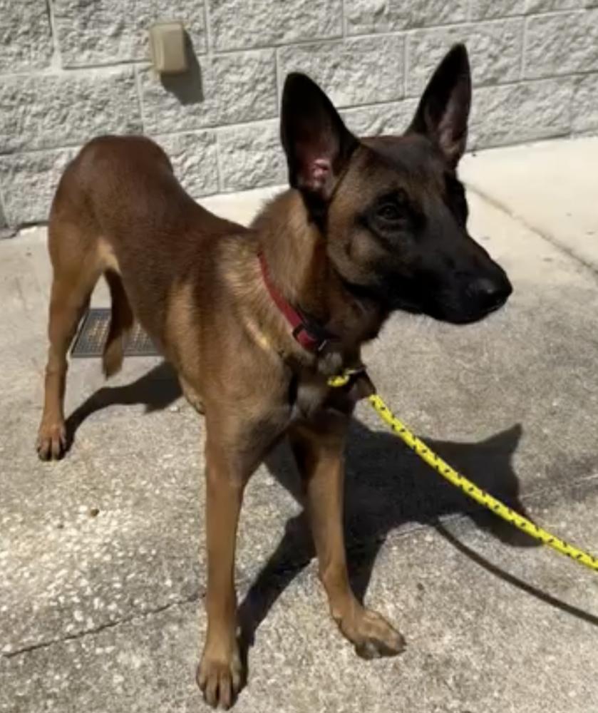Tsunami - Located in Georgia, Adopted, Adult Male Belgian Shepherd / Malinois.