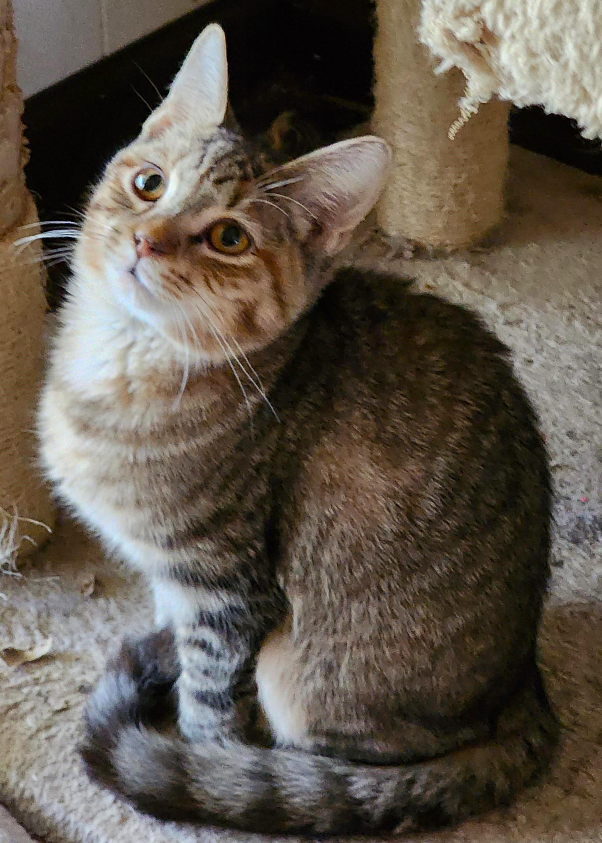 Enlarge Heliotrope, an adoptable mixed breed in Greensburg, PA image 5/5