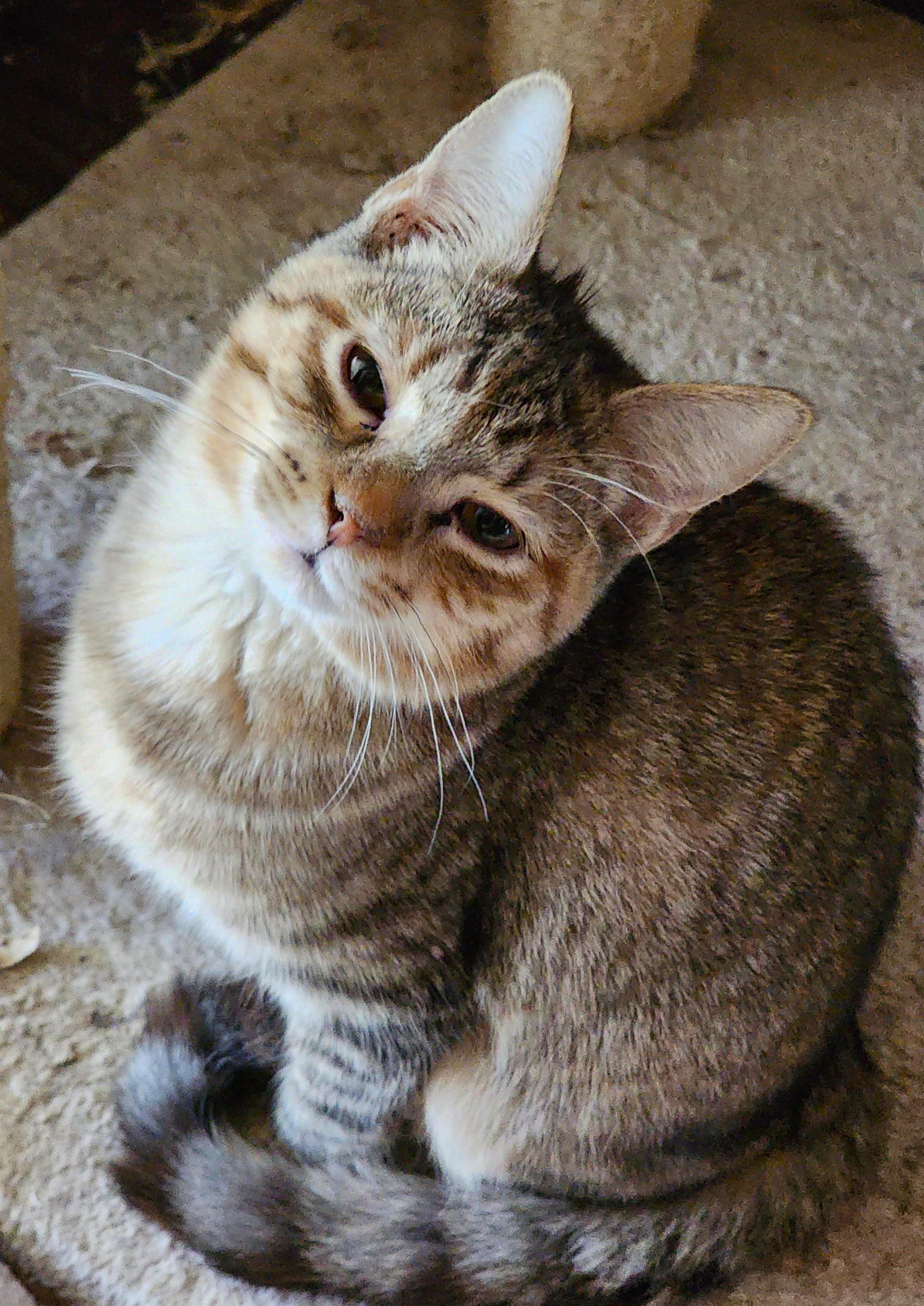 Enlarge Heliotrope, an adoptable mixed breed in Greensburg, PA image 4/5