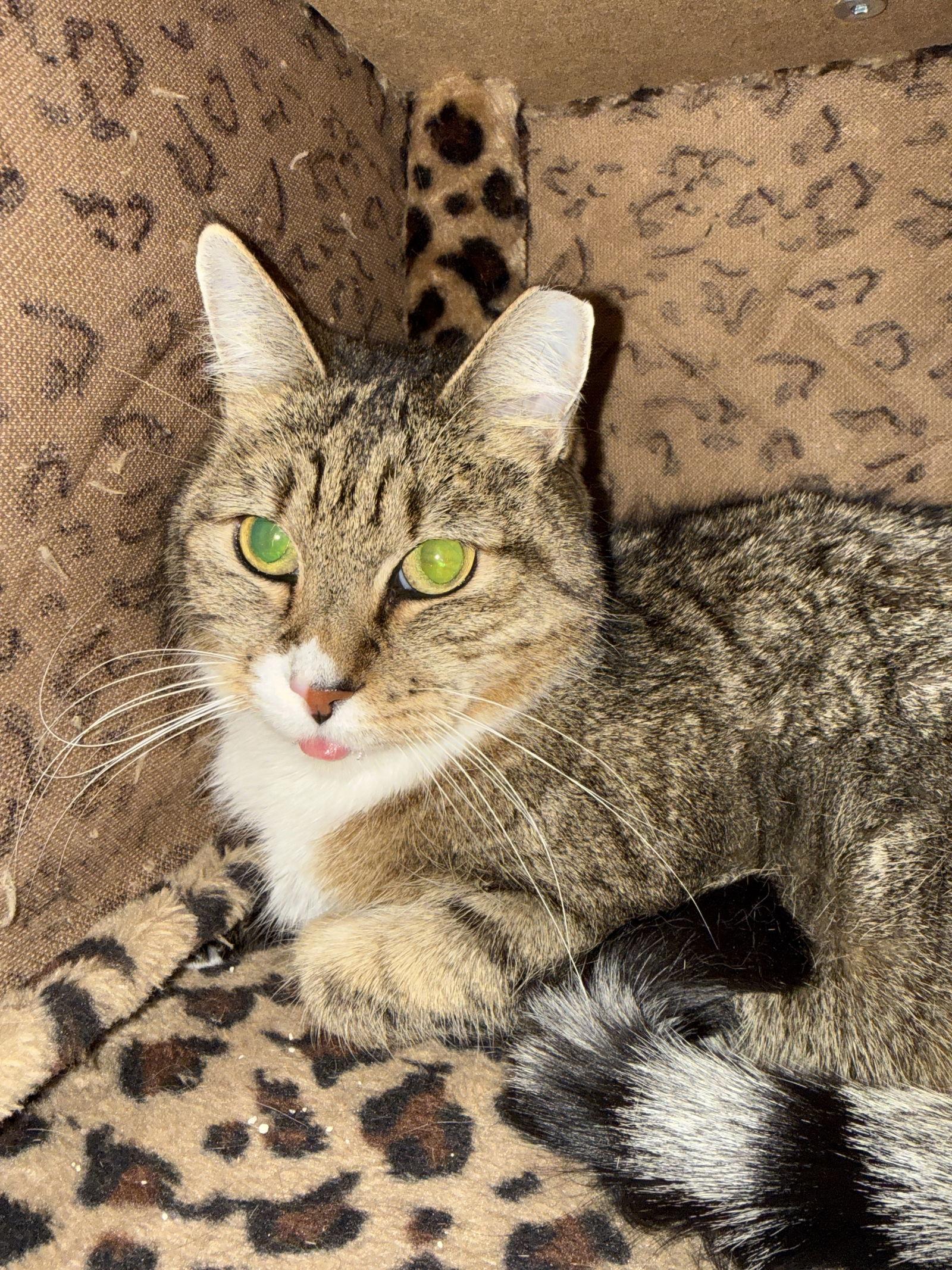 Enlarge Princess, a Adoptable Domestic Short Hair in Chandler, AZ image 1/3
