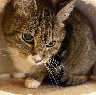 Princess, Adoptable, Adult Female Domestic Short Hair.