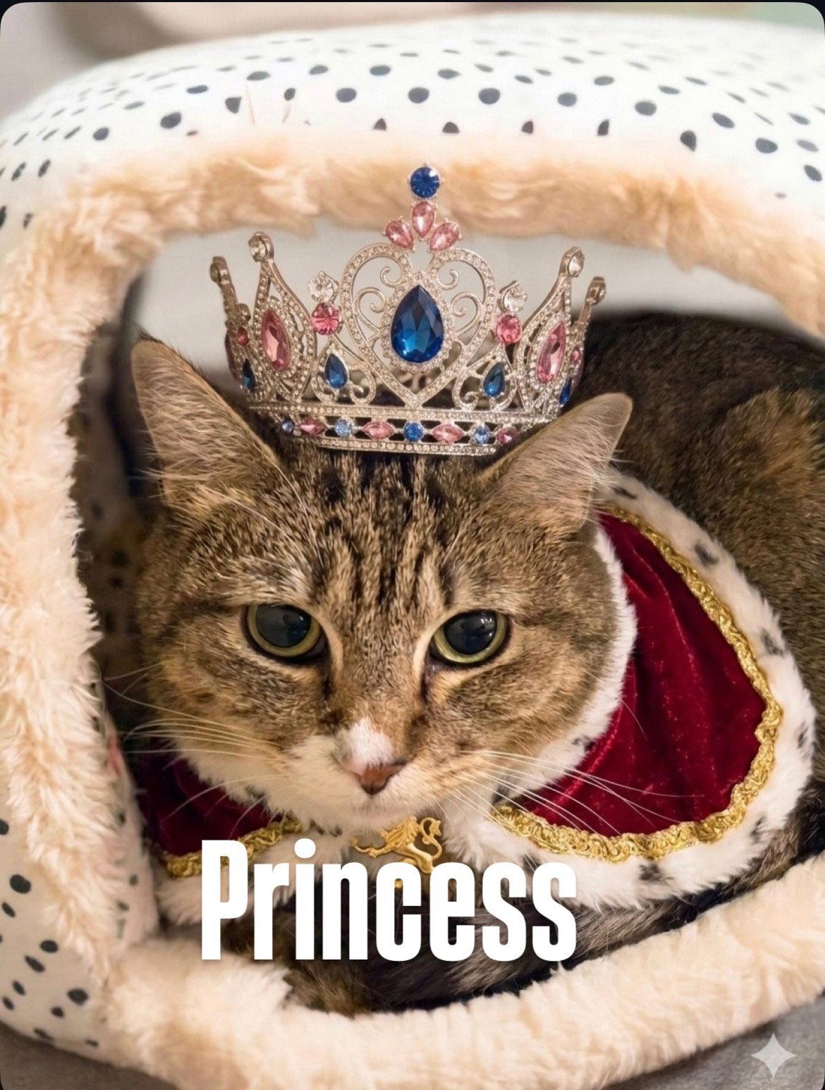 Enlarge Princess, a Adoptable Domestic Short Hair in Chandler, AZ image 2/3