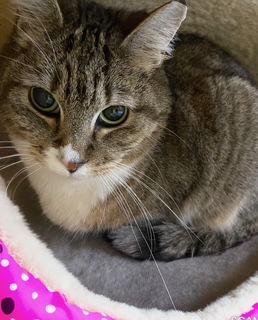 Enlarge Princess, a Adoptable Domestic Short Hair in Chandler, AZ image 3/3