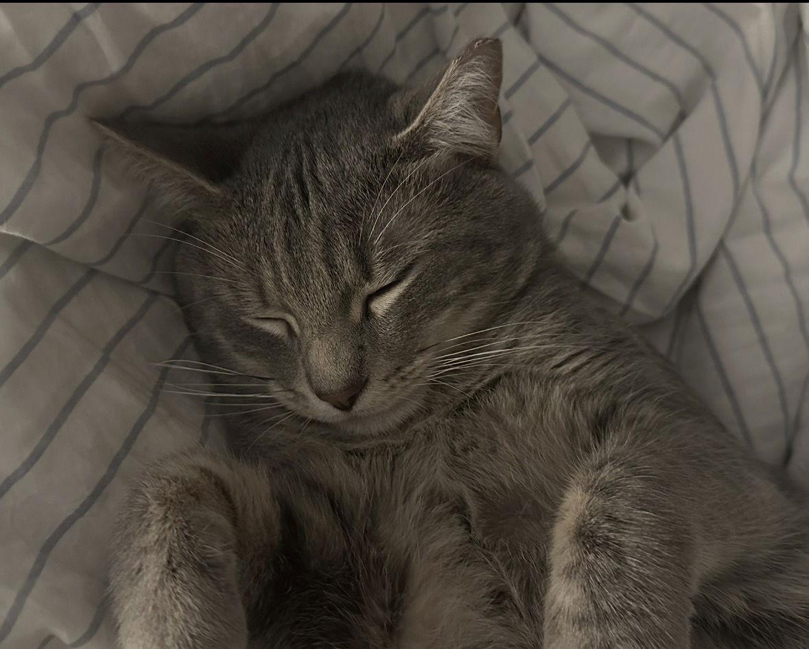 Enlarge Sam, a Adoptable Domestic Short Hair in Cary, NC image 1/1