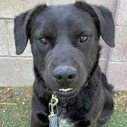 Boose, a Adoptable mixed breed in Fort Collins, CO image 3/4