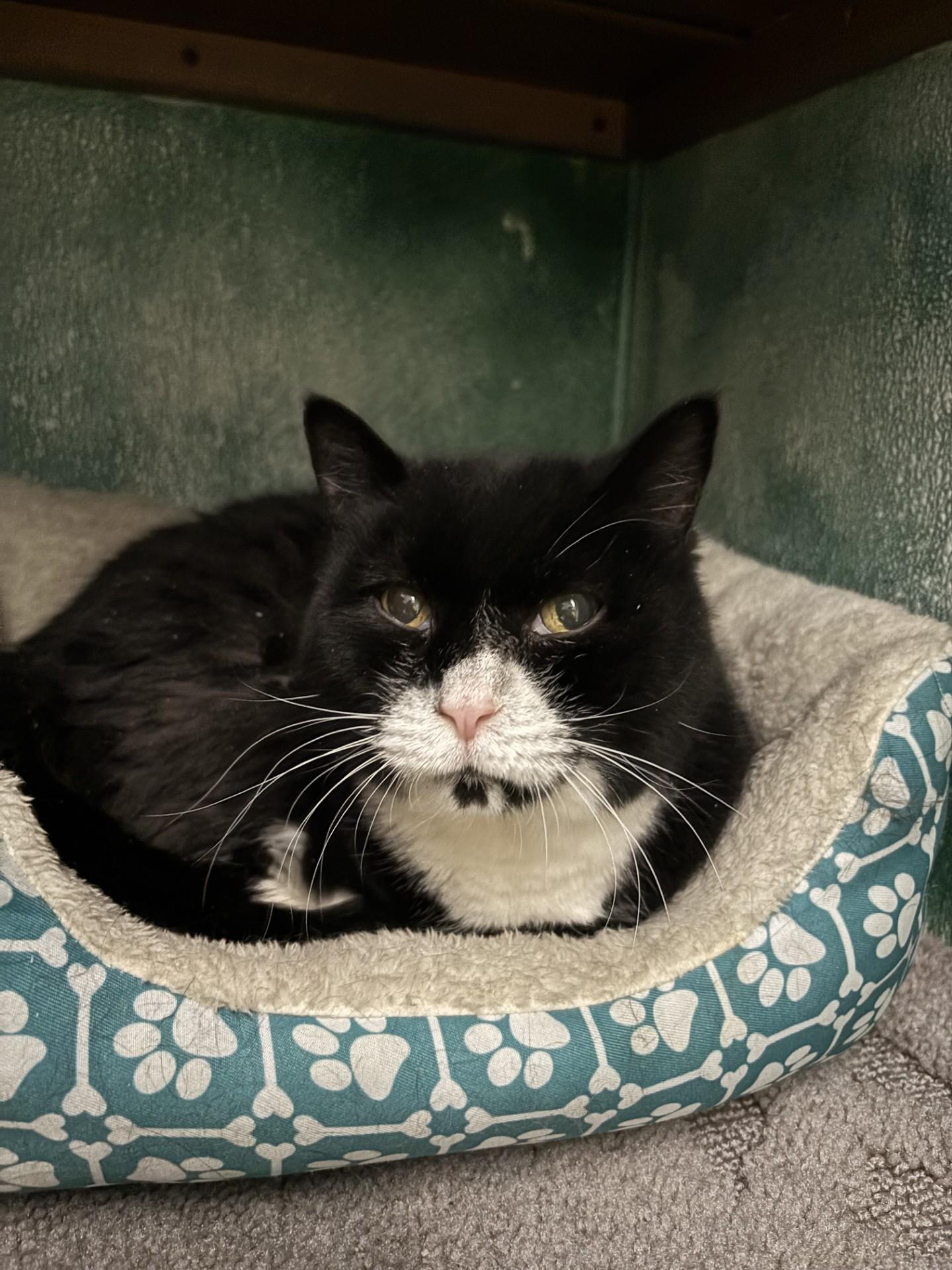 Enlarge Hector & Lector, a ADOPTABLE Domestic Short Hair in Altoona, PA image 5/5