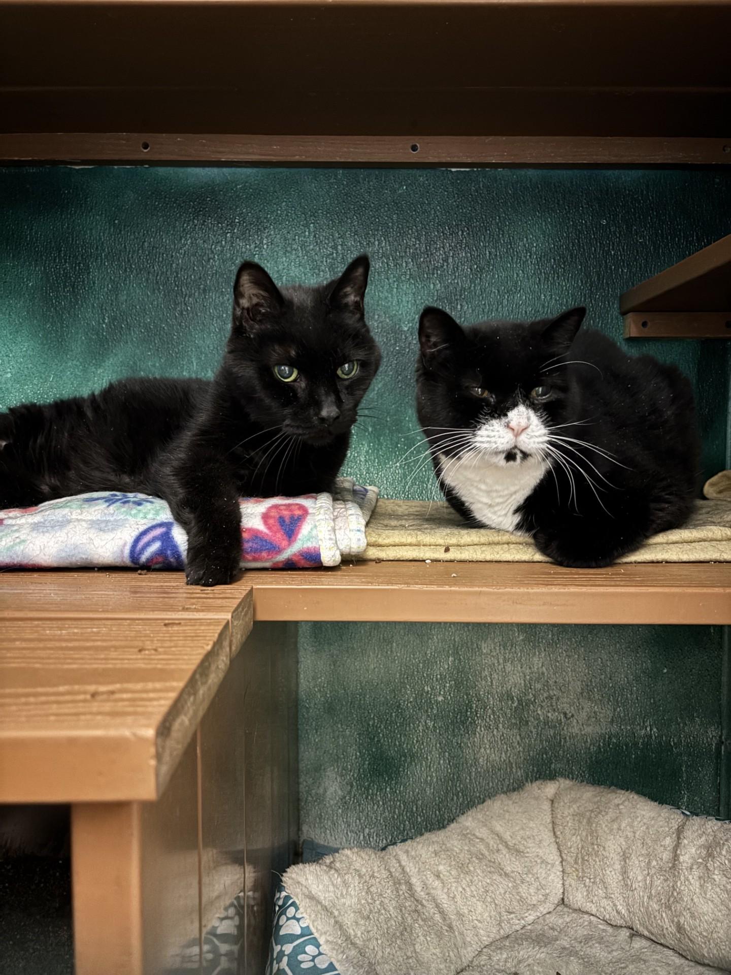 Enlarge Hector & Lector, a ADOPTABLE Domestic Short Hair in Altoona, PA image 1/5