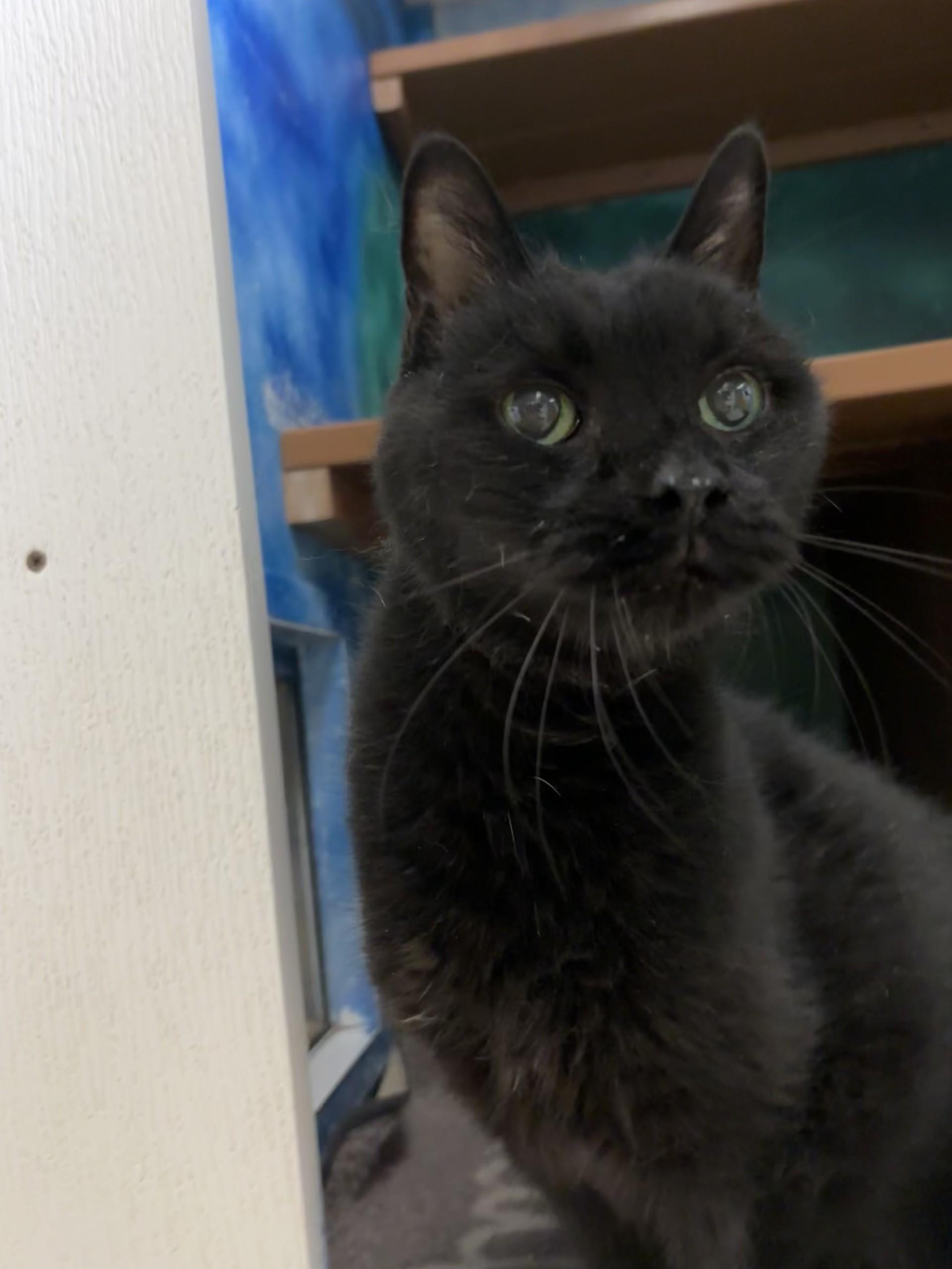 Enlarge Hector & Lector, a ADOPTABLE Domestic Short Hair in Altoona, PA image 3/5