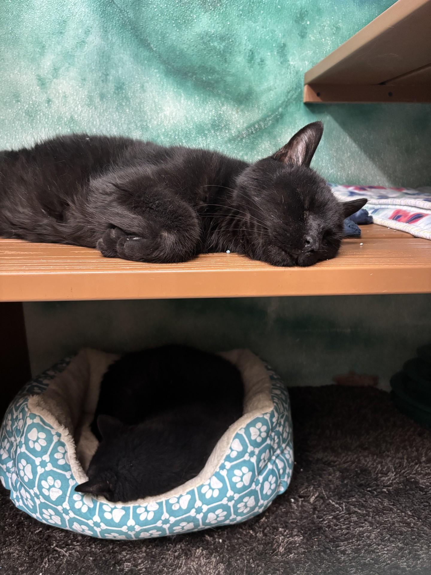 Enlarge Hector & Lector, a ADOPTABLE Domestic Short Hair in Altoona, PA image 2/5