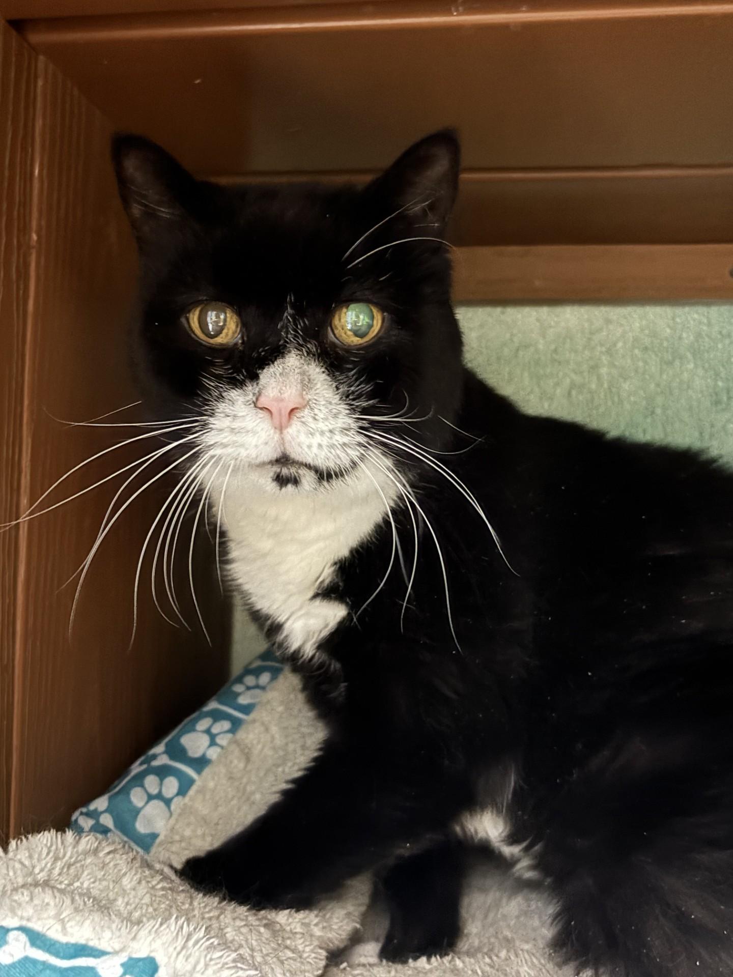 Enlarge Hector & Lector, a ADOPTABLE Domestic Short Hair in Altoona, PA image 4/5