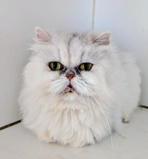 Enlarge ABBY, an adopted Persian in Kenosha, WI image 2/3