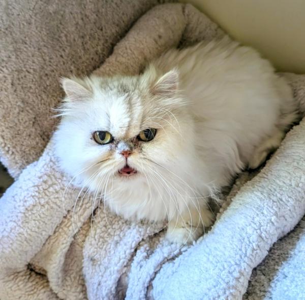 ABBY, adopted, Adult Female Persian.