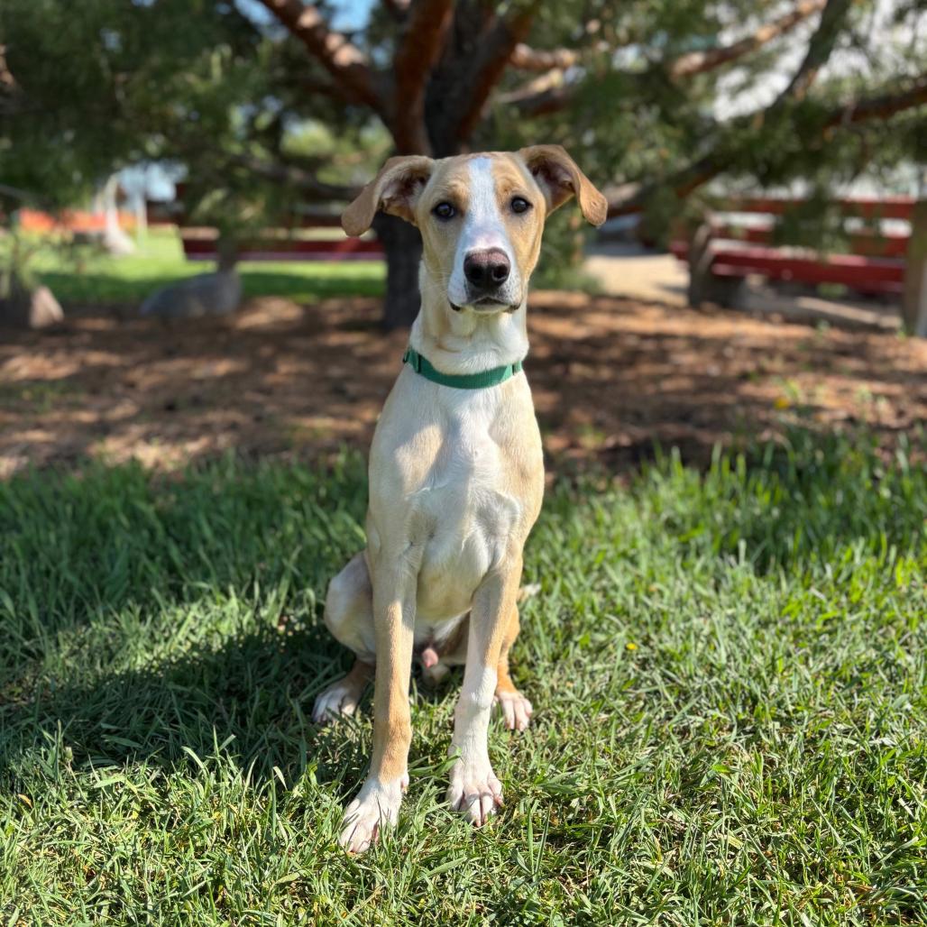 Vincent--In Foster***ADOPTION PENDING***, Adoptable, Young Male Labrador Retriever & Mixed Breed.