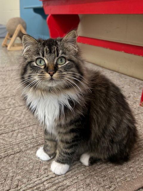 Purrtricia (Available 3/6/26)