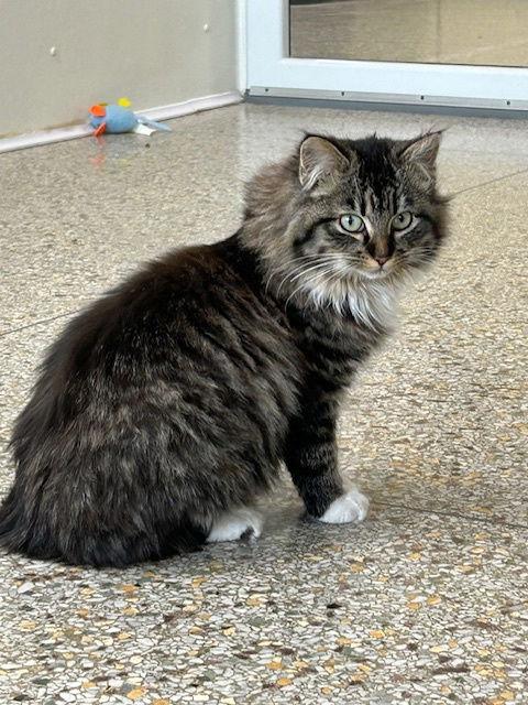 Purrtricia (Available 3/6/26) — thumbnail 2