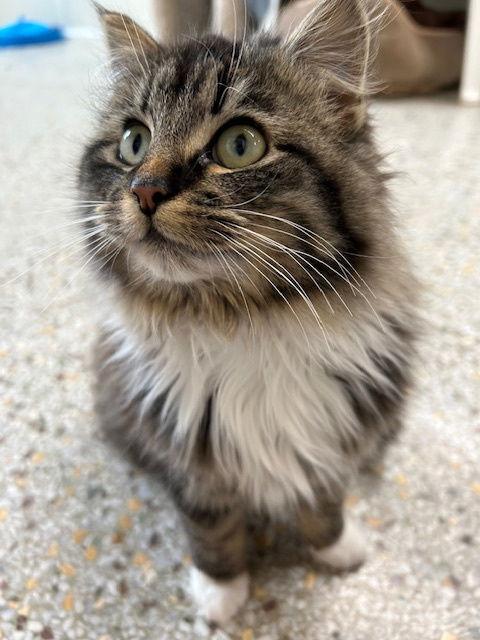 Purrtricia (Available 3/6/26) — thumbnail 3