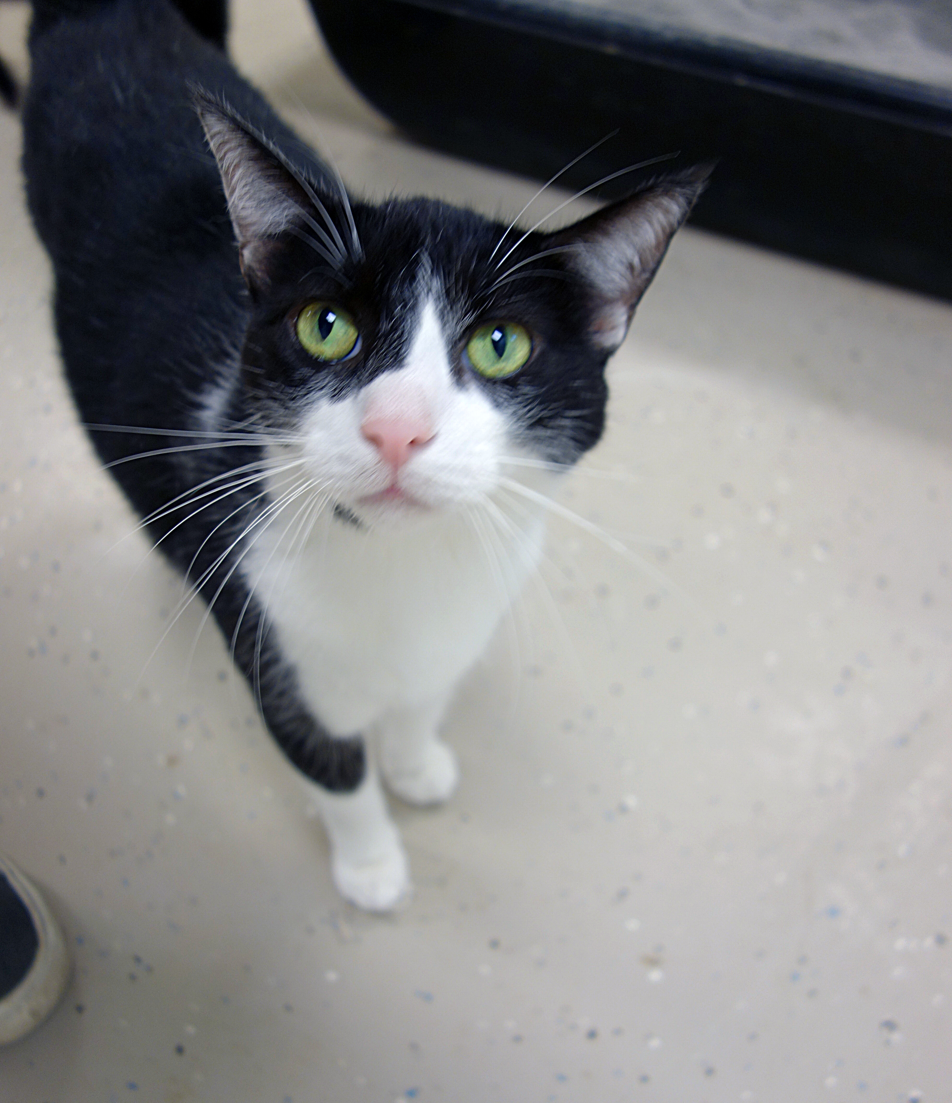 Enlarge Perry, a Adoptable Domestic Short Hair in Gouldsboro, PA image 2/6