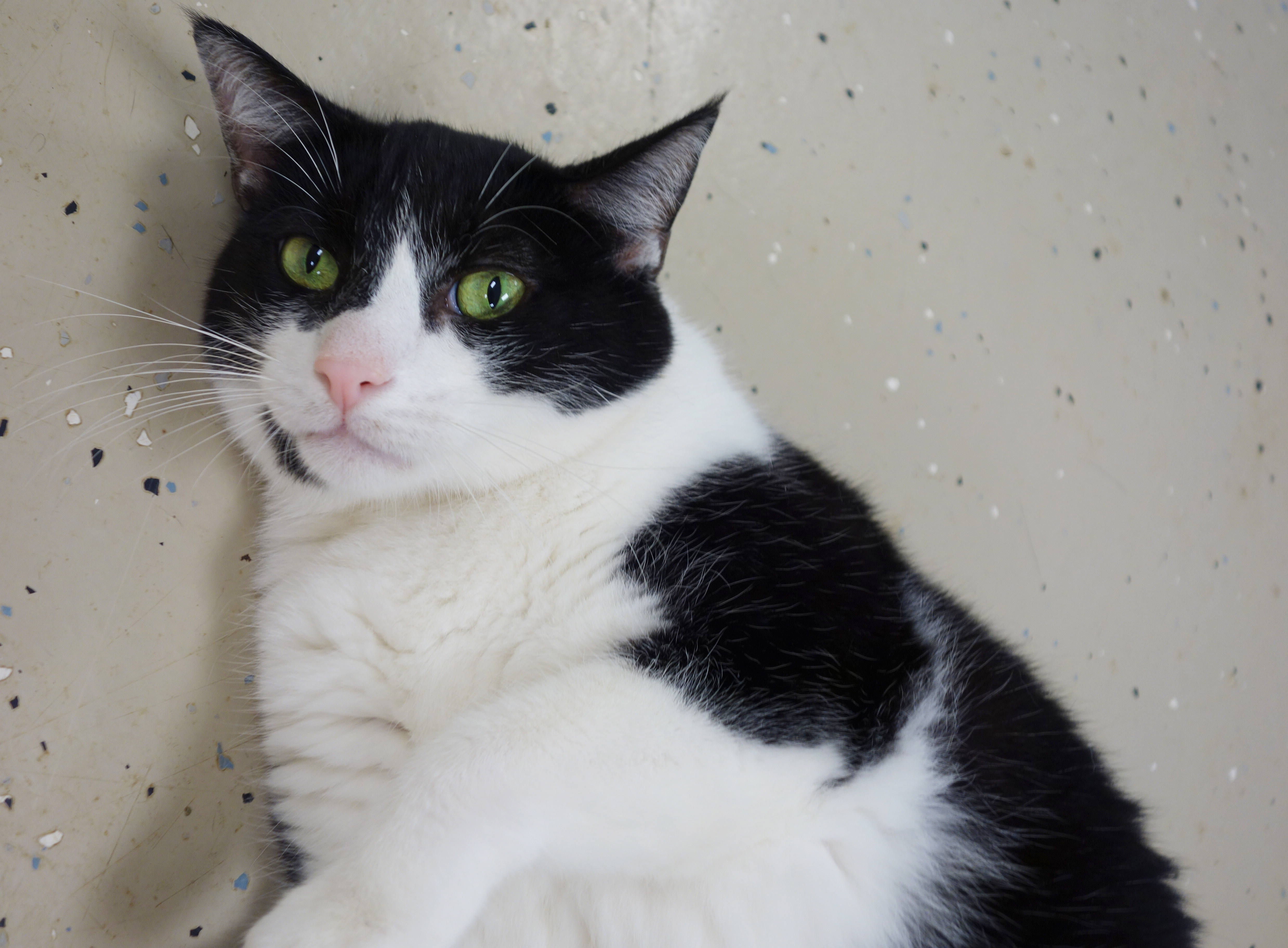 Enlarge Perry, a Adoptable Domestic Short Hair in Gouldsboro, PA image 3/6