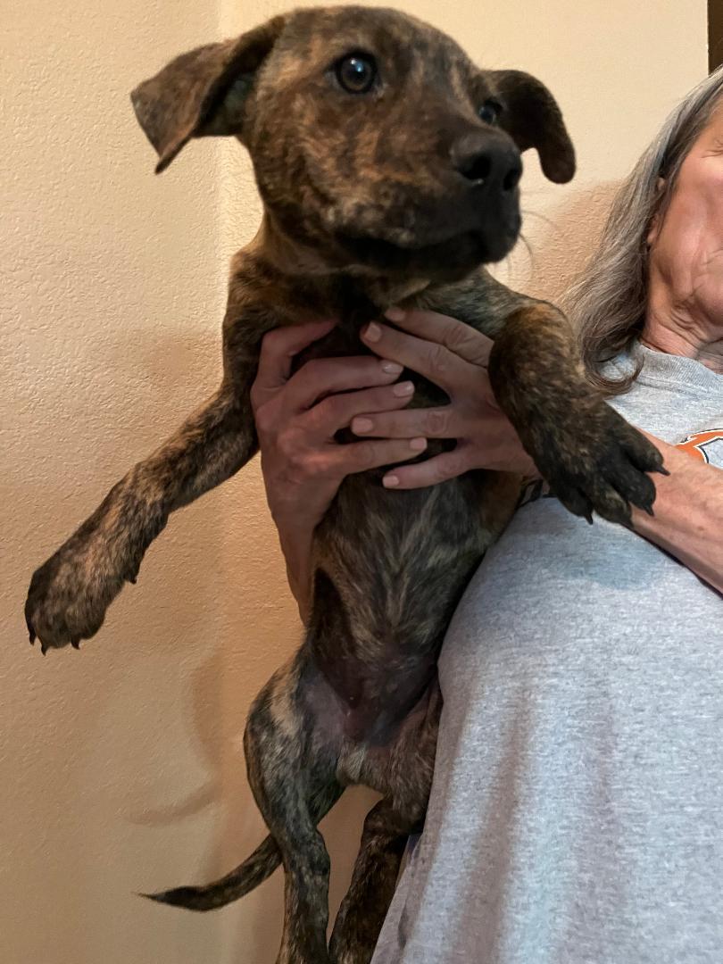 Enlarge Lucas, an adopted mixed breed in Carrollton, TX image 2/3