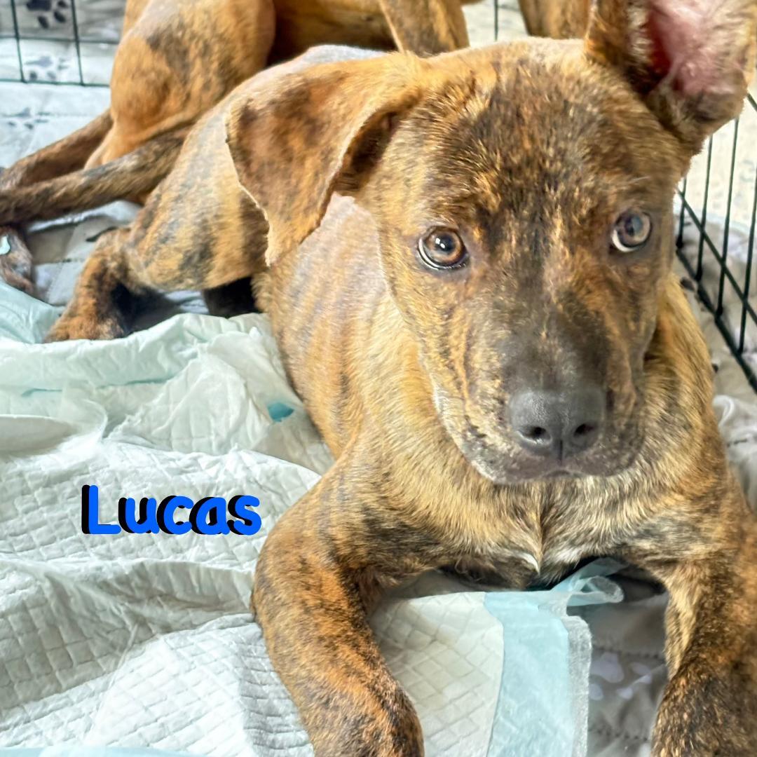Enlarge Lucas, an adopted mixed breed in Carrollton, TX image 1/3