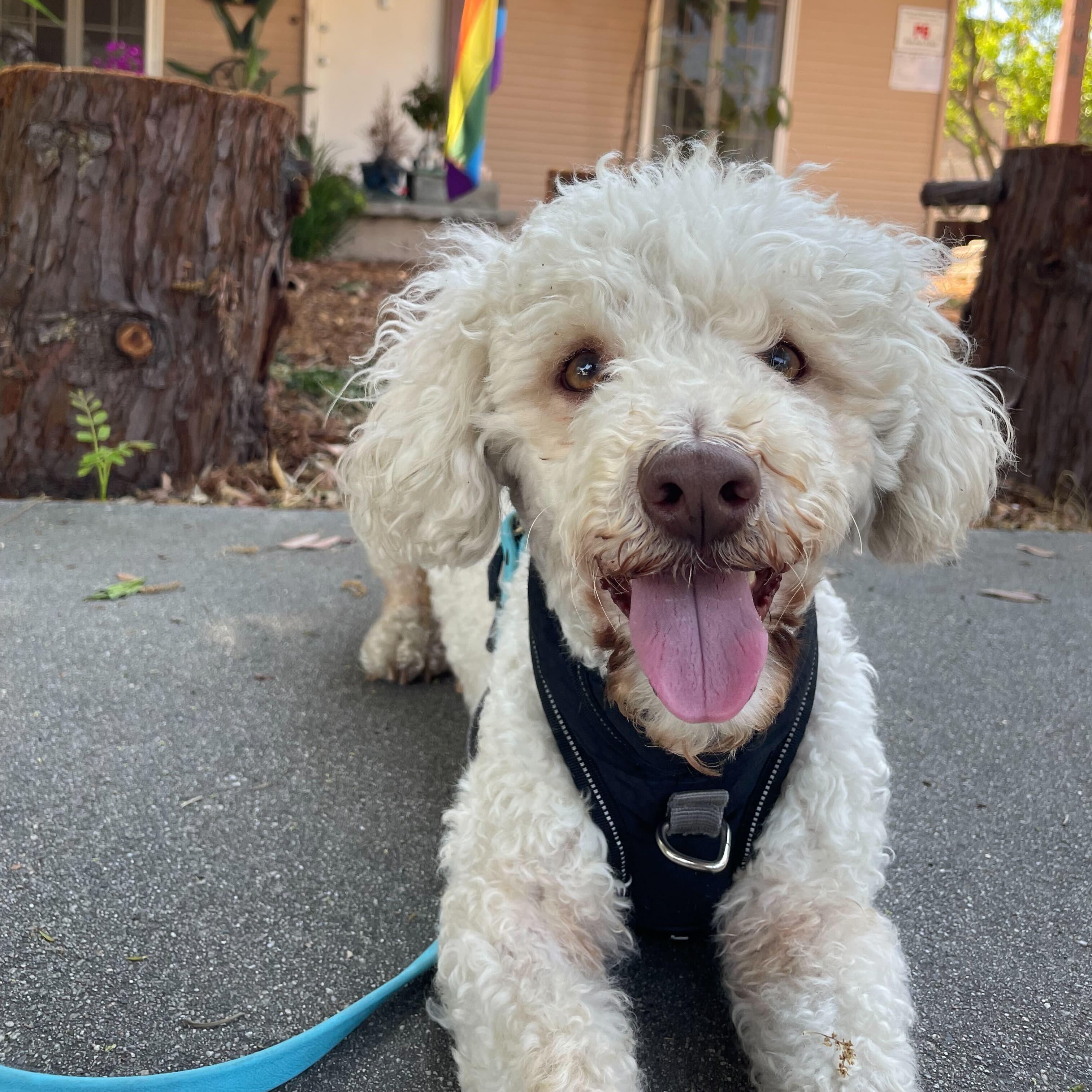 Colombo, Adult Male Miniature Poodle