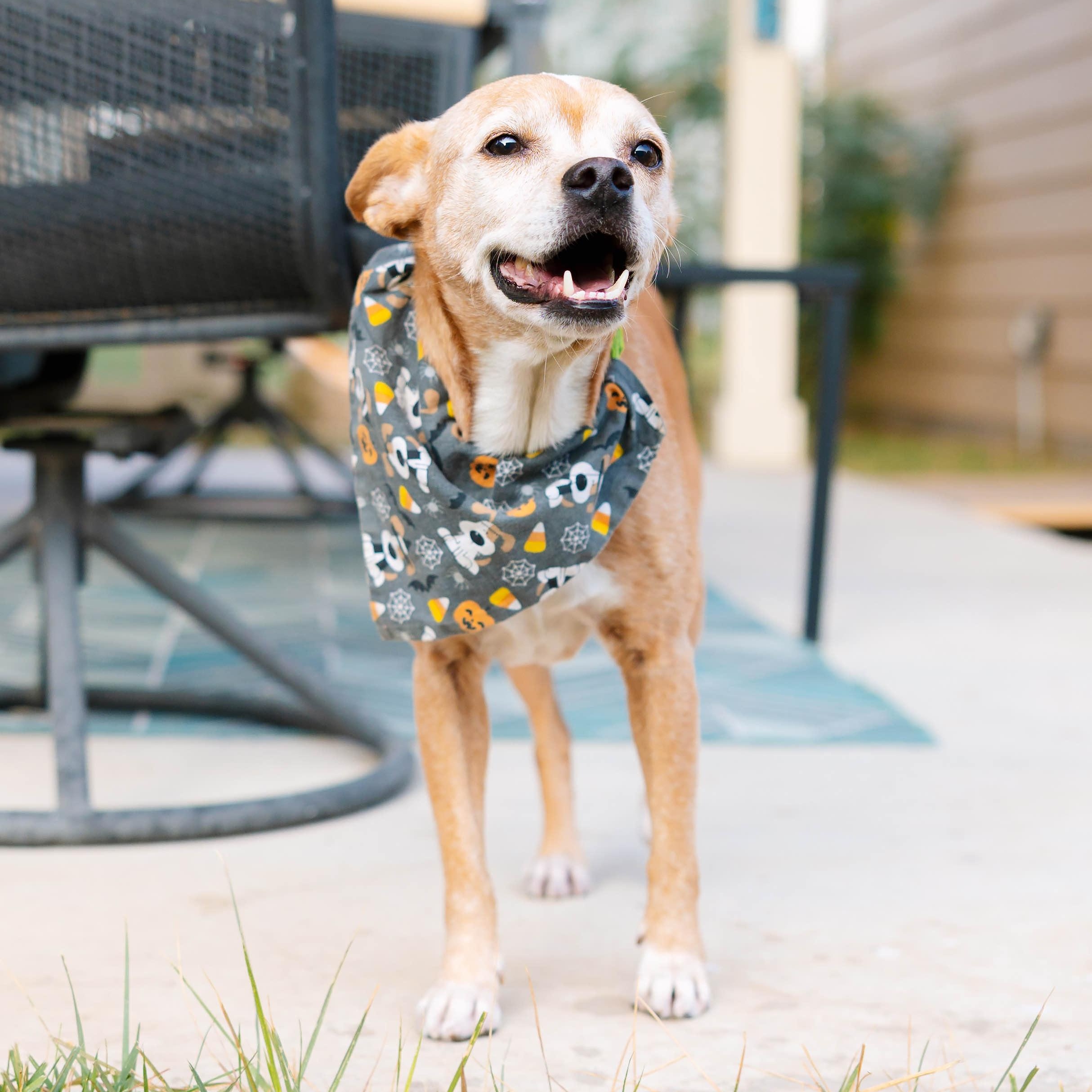 Enlarge Addison Rae, an adopted mixed breed in Portland, OR image 6/6