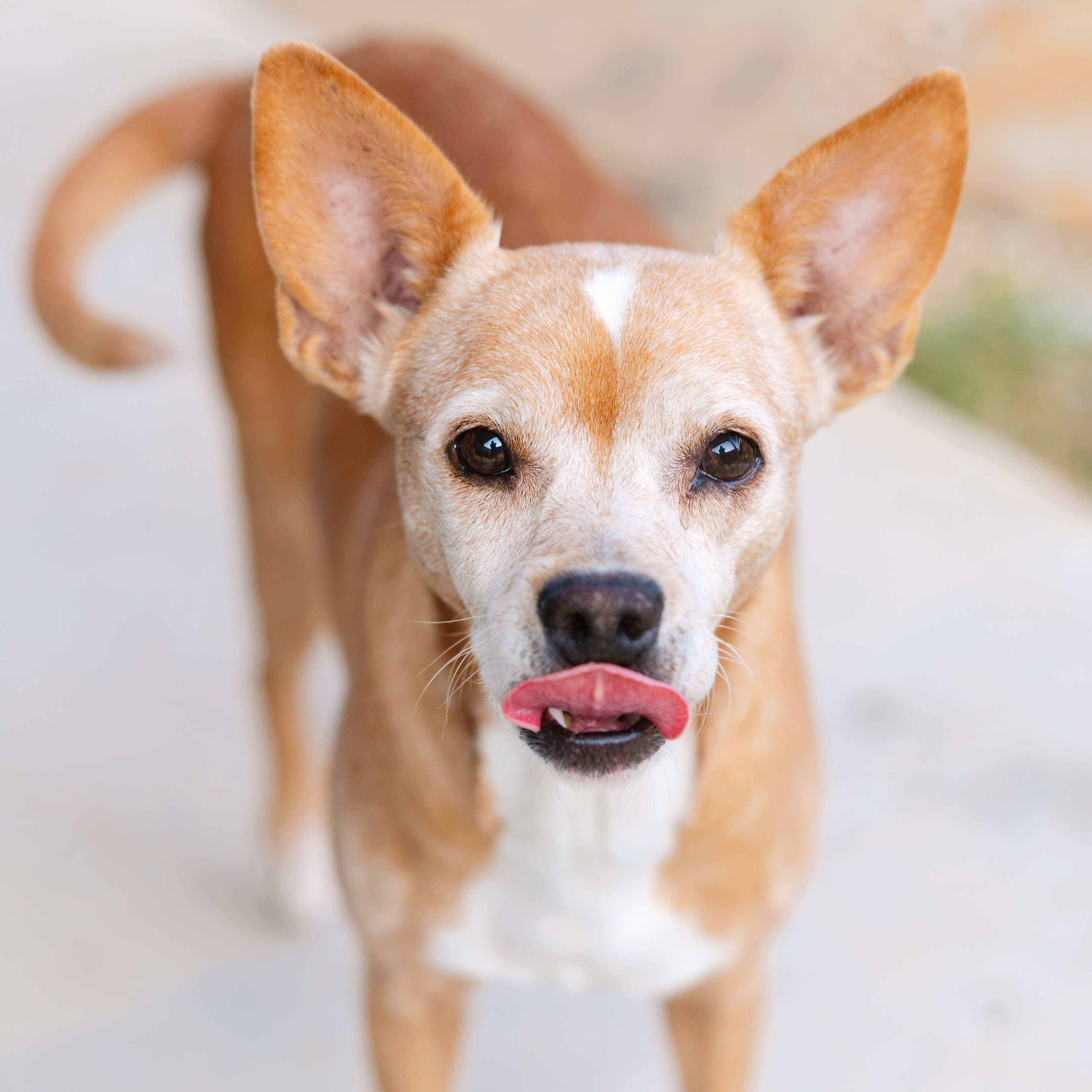 Addison Rae, adopted, Senior Female Chihuahua.