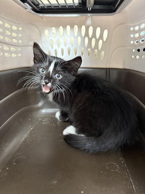 BETHANY, Adoptable, Kitten Female Domestic Short Hair.