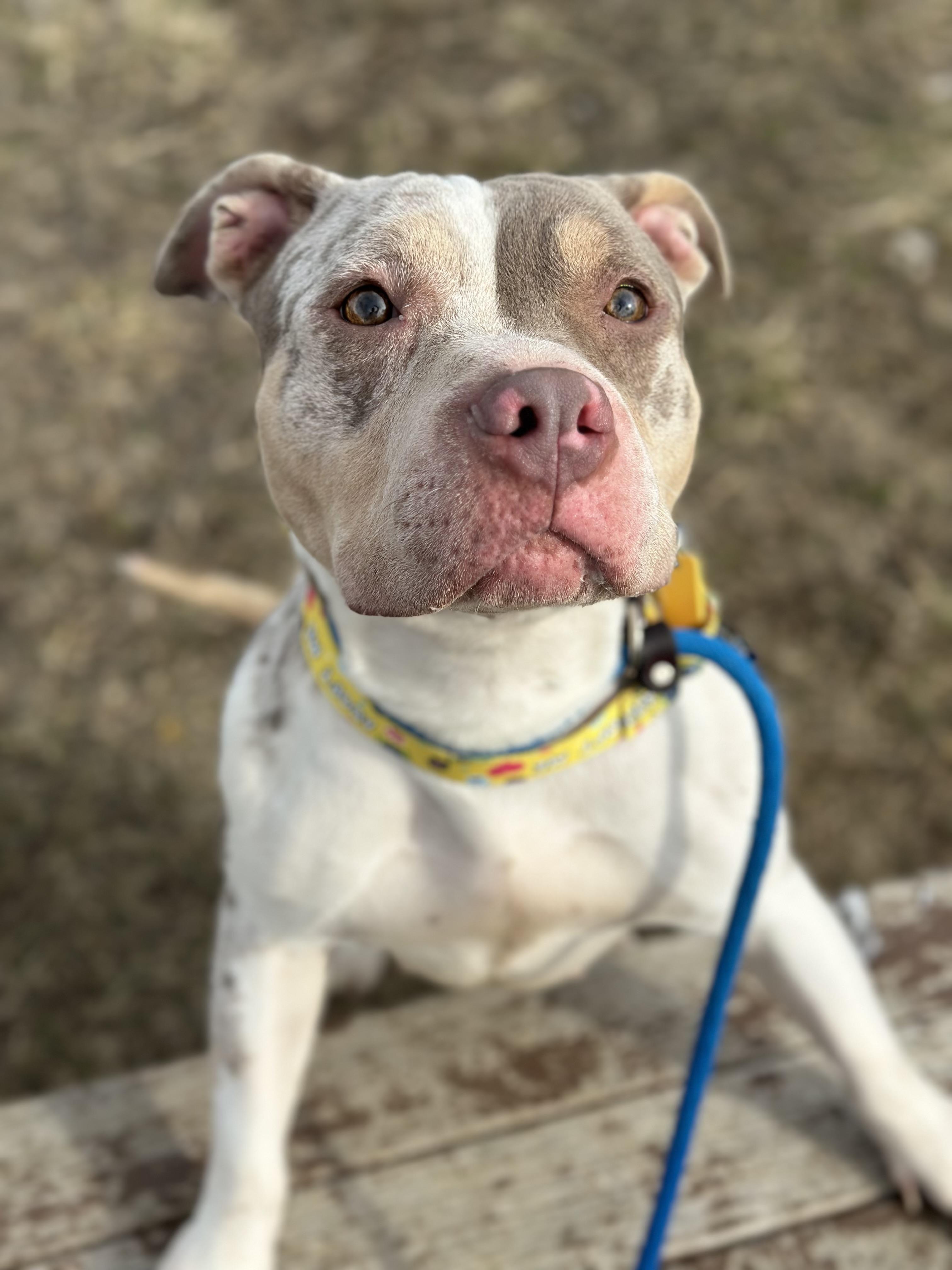 Ninette, adopted, Young Female Pit Bull Terrier.