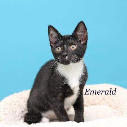 Emerald, Adoptable, Kitten Male Domestic Short Hair & Domestic Short Hair.