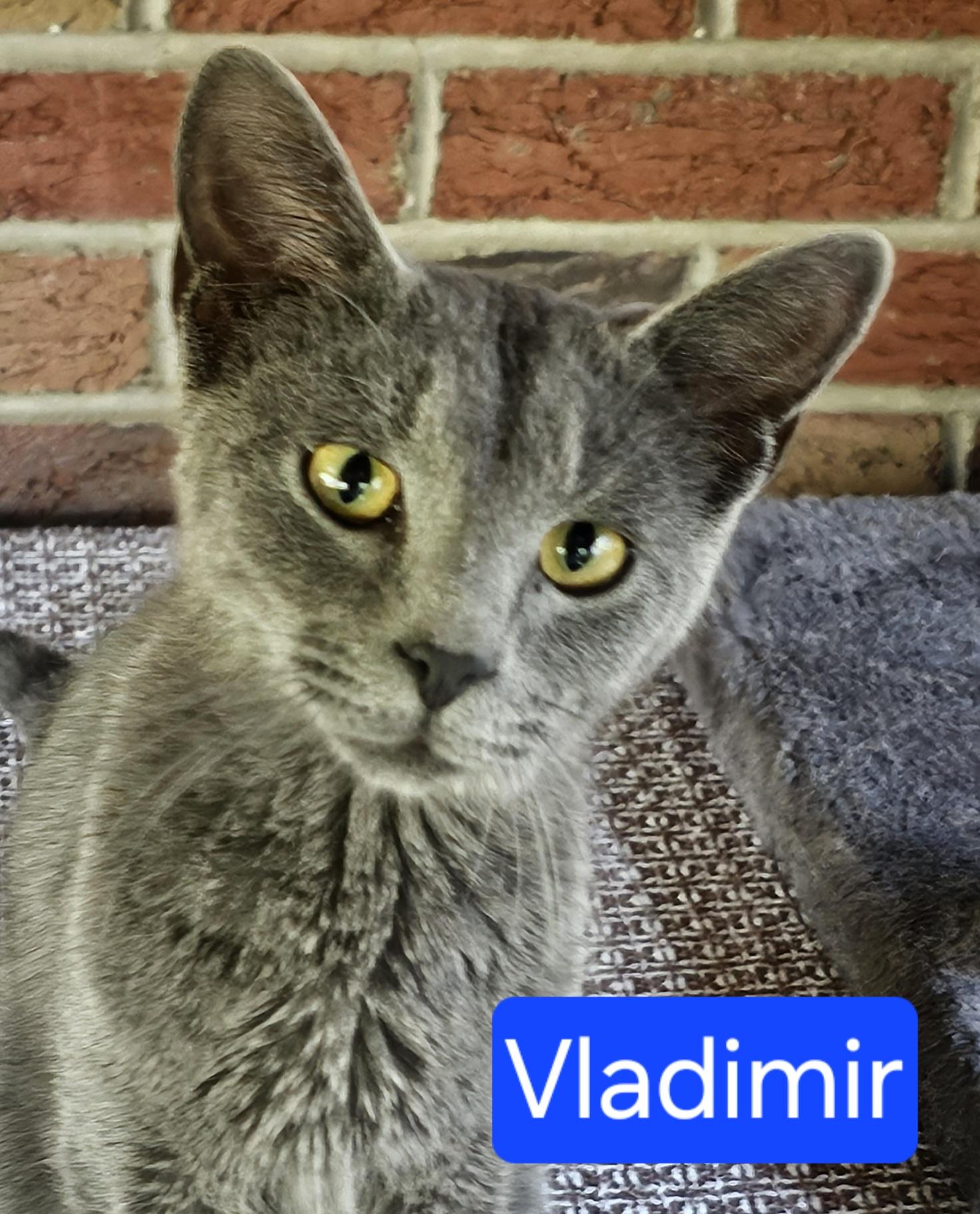 Vladimir