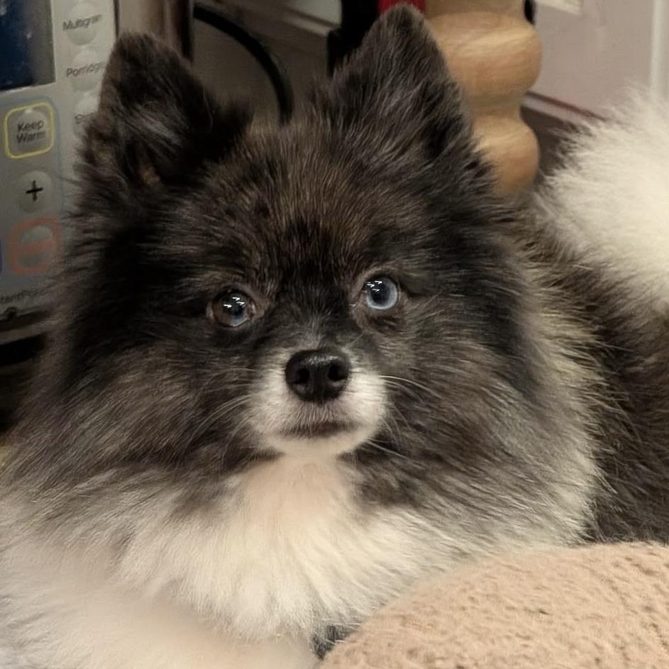 Hobart, Adoptable, Adult Male Pomeranian.