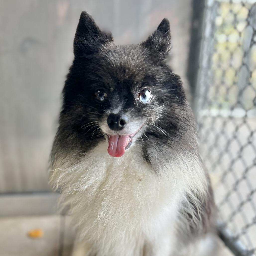 Enlarge Hobart, a Adoptable Pomeranian in Chicago, IL image 2/3