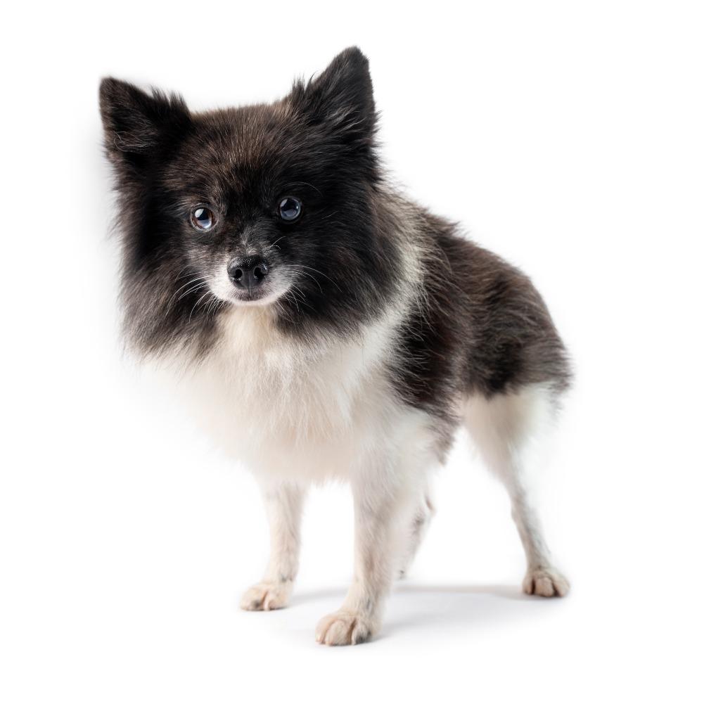 Enlarge Hobart, a Adoptable Pomeranian in Chicago, IL image 3/3