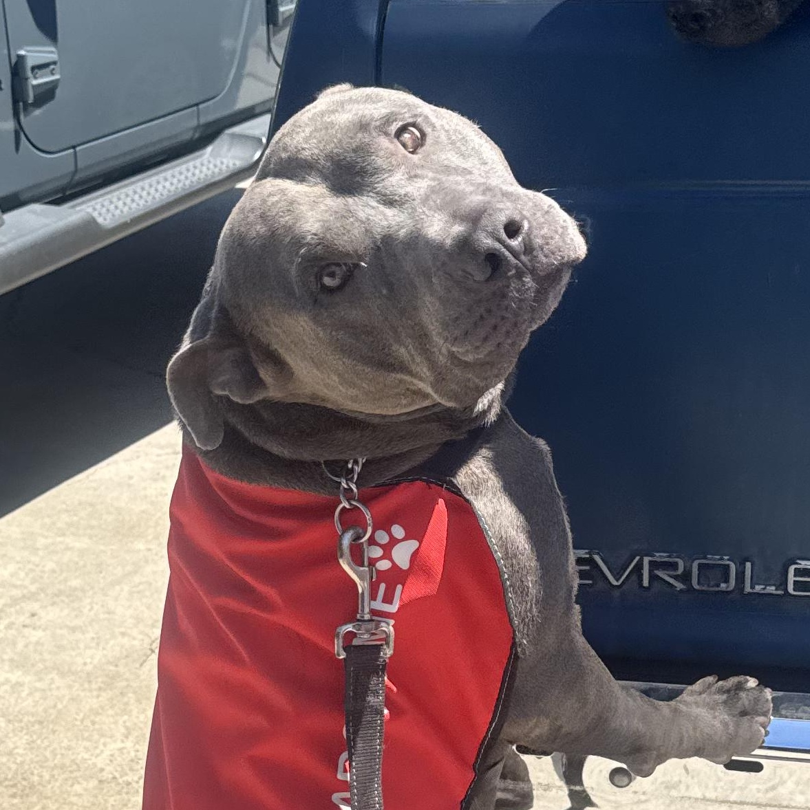 Buck, a ADOPTABLE mixed breed in Whittier, CA image 1/2