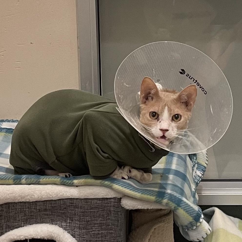 Carmel — thumbnail 2