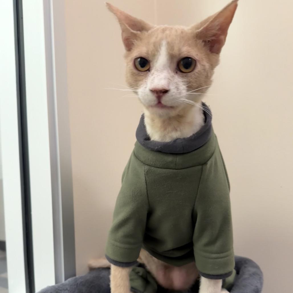 Carmel — thumbnail 3