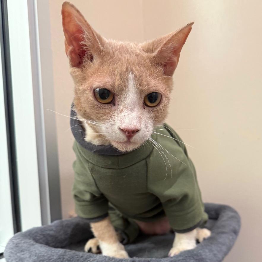 Carmel — thumbnail 4