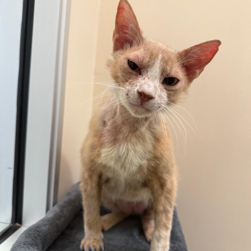 Carmel — thumbnail 5