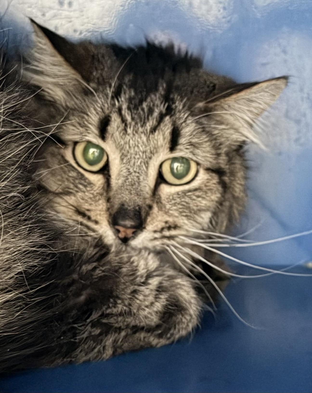 Enlarge Norman, a ADOPTABLE Domestic Medium Hair in Sault Sainte Marie, MI image 3/5