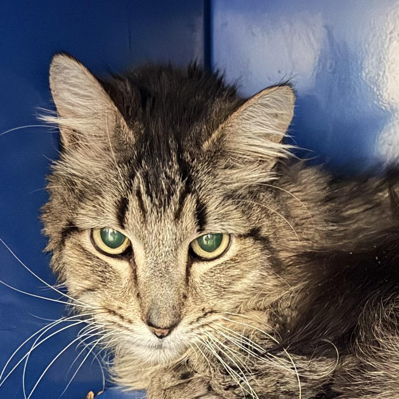 Enlarge Norman, a ADOPTABLE Domestic Medium Hair in Sault Sainte Marie, MI image 2/5