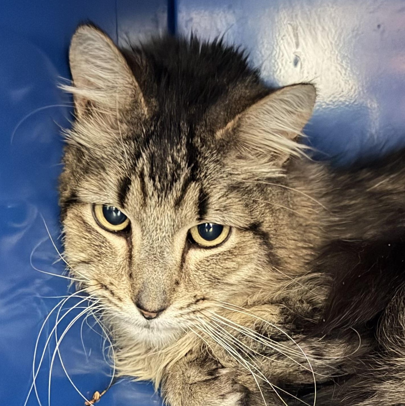 Enlarge Norman, a ADOPTABLE Domestic Medium Hair in Sault Sainte Marie, MI image 1/5